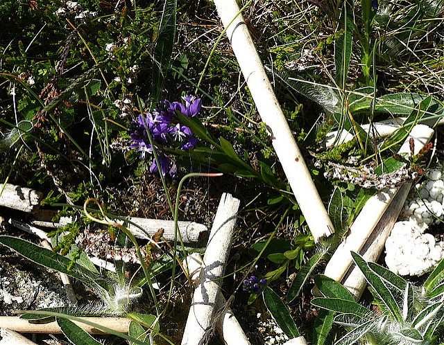 Polygala commun