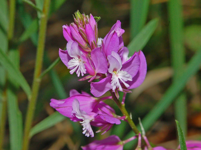 Polygala commun