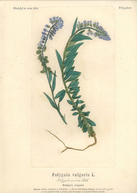 Polygala commun