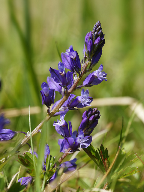 Polygala commun