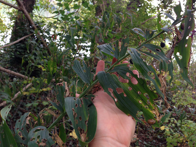 Sceau de salomon commutatum (Polygonatum commutatum)