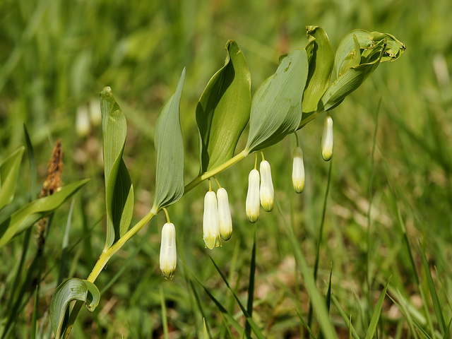 Sceau de salomon odorant (Polygonatum odoratum)