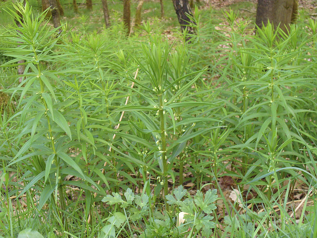 Sceau de Salomon verticillé