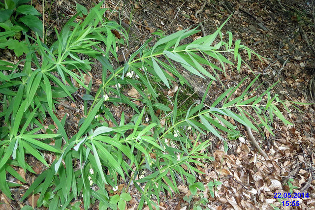 Sceau de Salomon verticillé