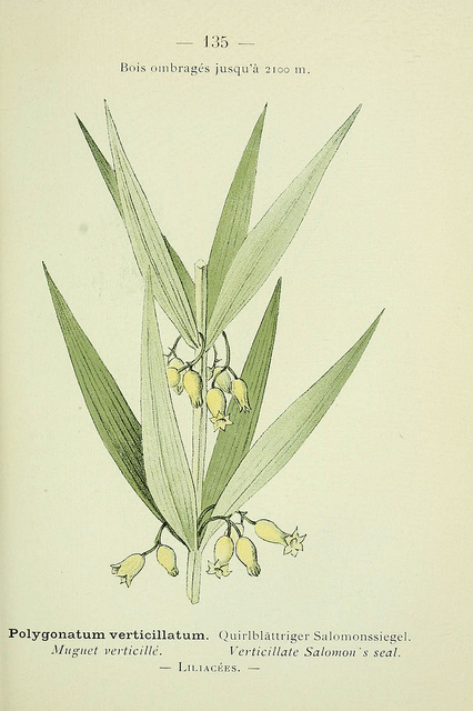 Sceau de Salomon verticillé