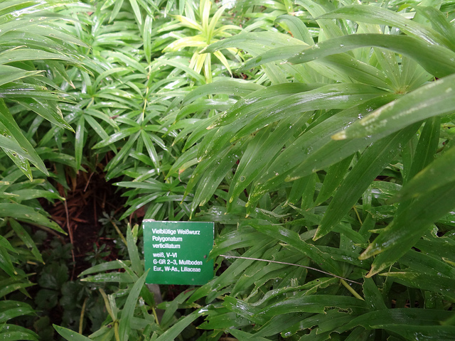 Sceau de Salomon verticillé (Polygonatum verticillatum)