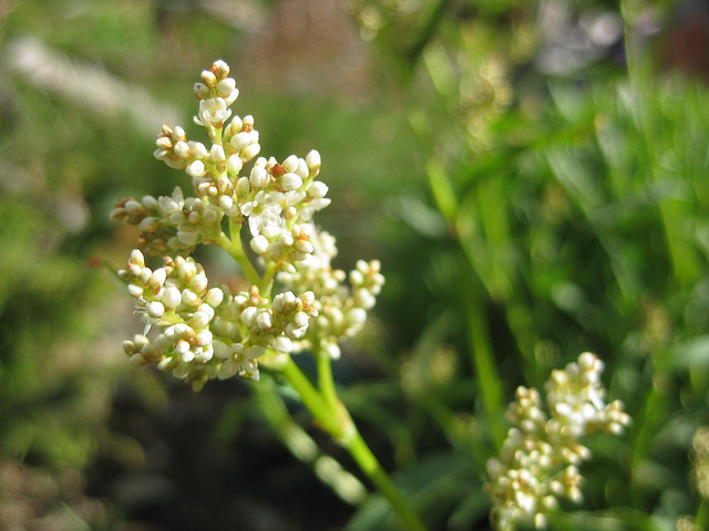 Renouée des alpes (Polygonum alpinum)