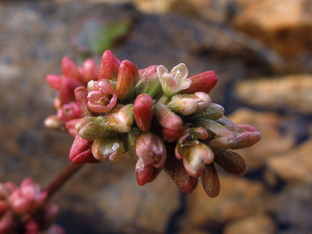 Renouée amphibie