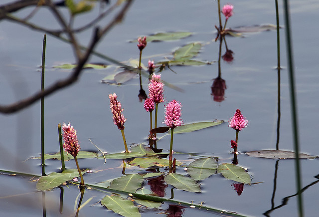 Renouée amphibie (Polygonum amphibium)