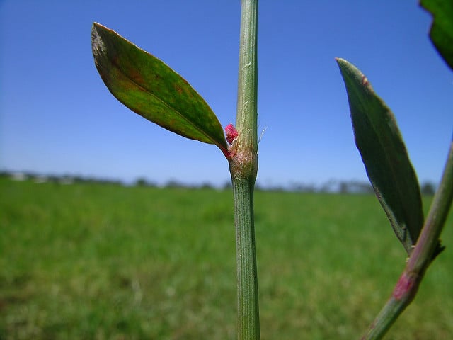 Polygonum arenastrum (Polygonum arenastrum)