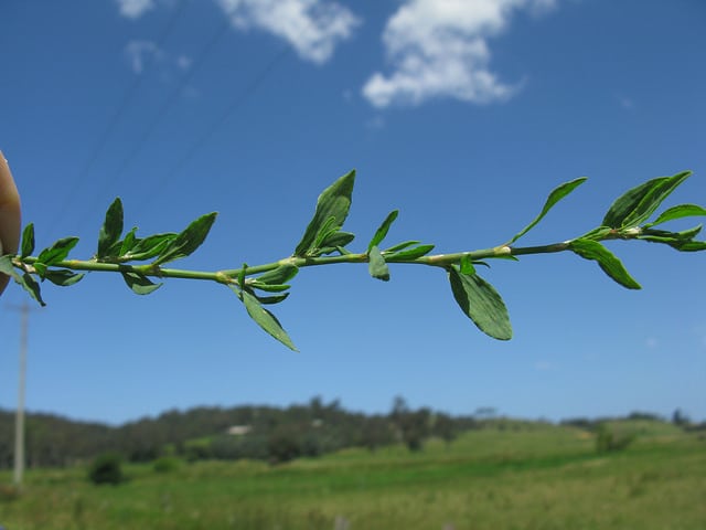 Polygonum arenastrum