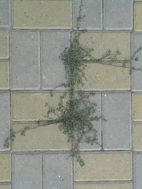Polygonum arenastrum