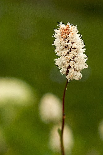 Polygonum bistortoides (Polygonum bistortoides)
