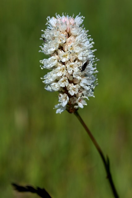 Polygonum bistortoides