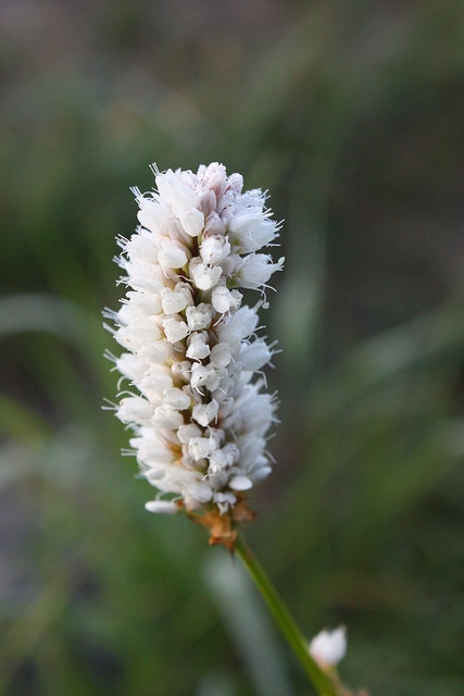 Polygonum bistortoides