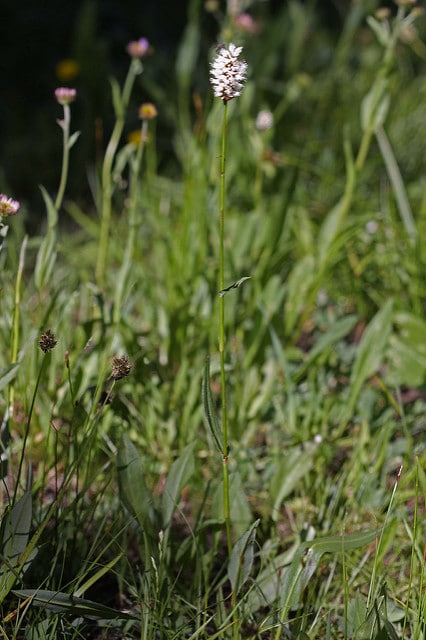 Polygonum bistortoides