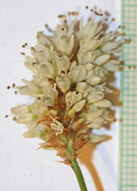 Polygonum bistortoides