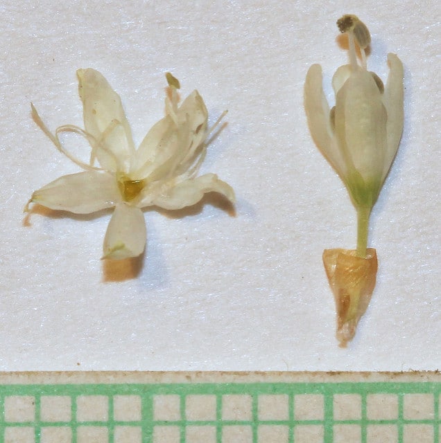 Polygonum bistortoides