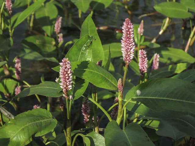 Polygonum coccineum (Polygonum coccineum)