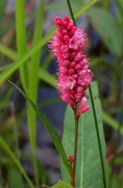 Polygonum coccineum