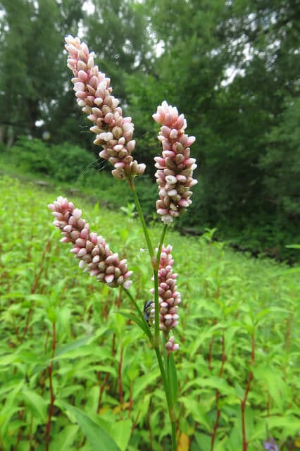 Polygonum coccineum