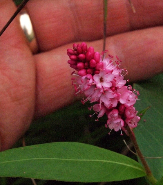 Polygonum coccineum