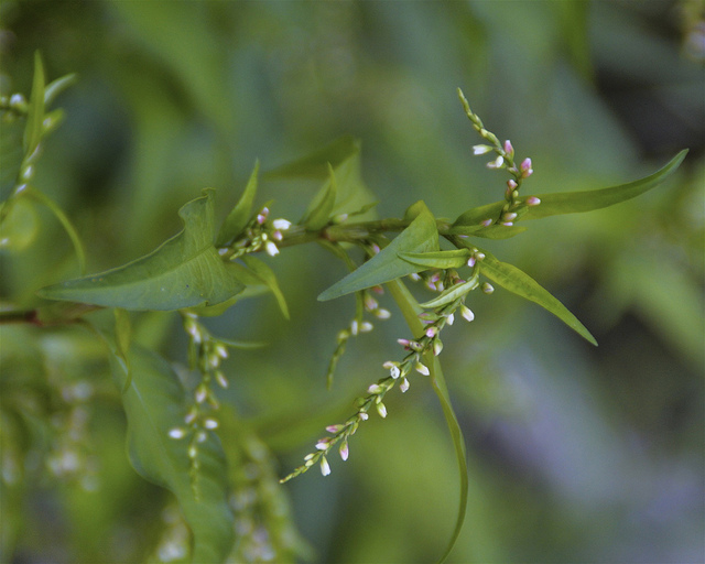 Polygonum hydropiper
