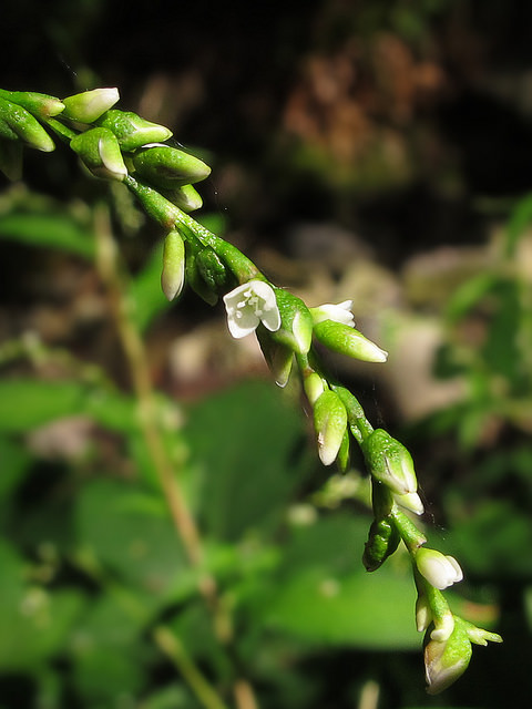 Polygonum hydropiper