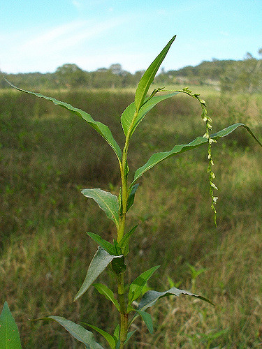 Polygonum hydropiper