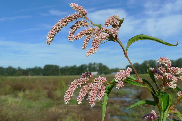 Polygonum hydropiper