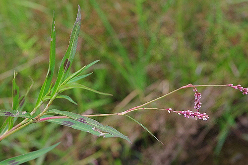 Petite renouée (Polygonum minus)