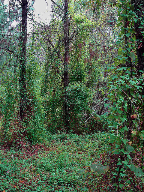 Polygonum perfoliatum