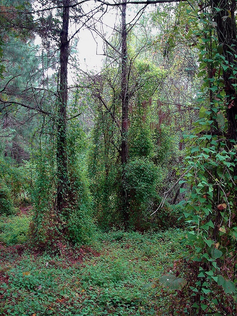 Polygonum perfoliatum