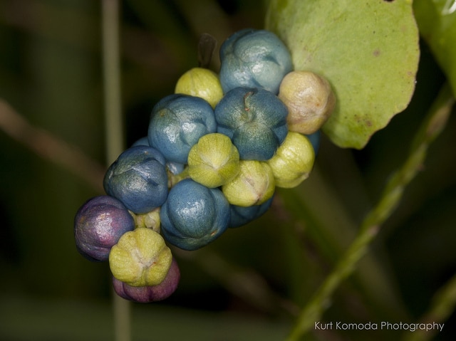 Polygonum perfoliatum