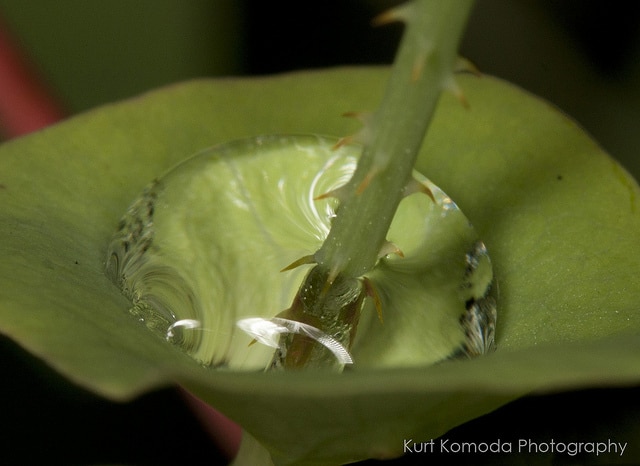 Polygonum perfoliatum