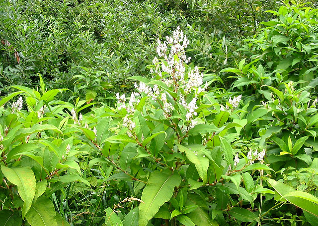 Renouée à épis nombreux