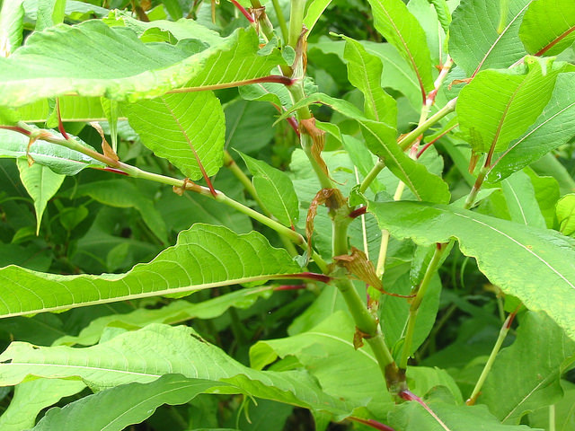 Renouée à épis nombreux