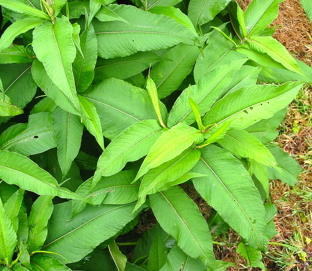 Renouée à épis nombreux (Polygonum polystachyum)