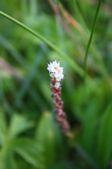 Renouée vivipare (Polygonum viviparum)