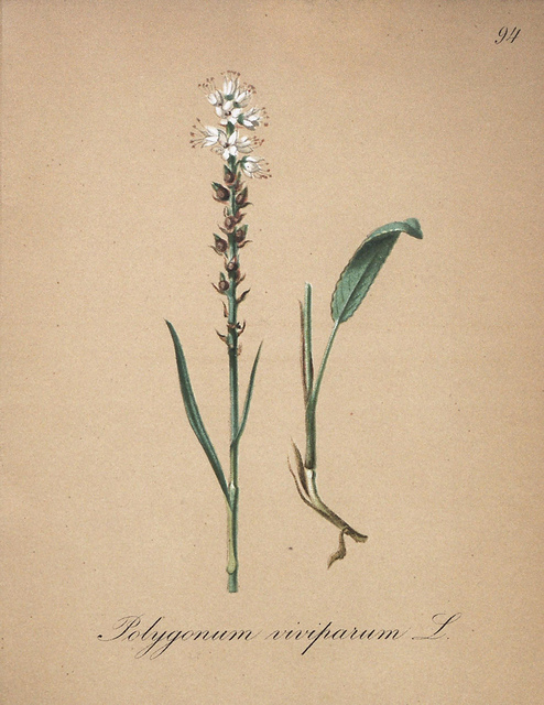 Renouée vivipare