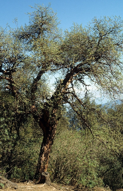 Polylepis australis (Polylepis australis)