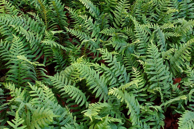 Polypodium glycyrrhiza