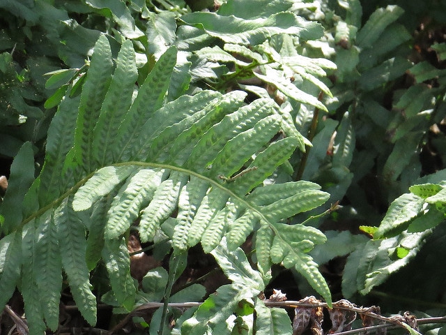 Polypodium glycyrrhiza