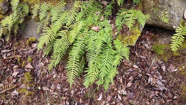 Polypodium glycyrrhiza