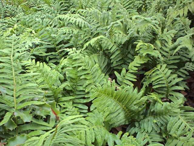 Polypodium glycyrrhiza