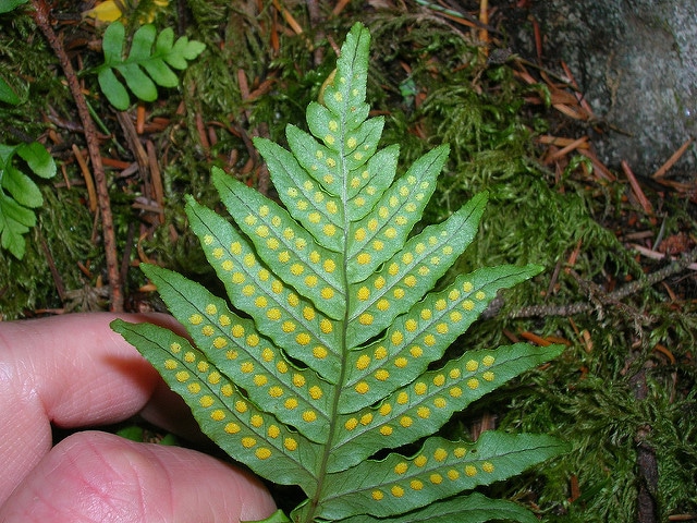Polypodium glycyrrhiza