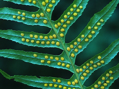 Polypodium glycyrrhiza (Polypodium glycyrrhiza)