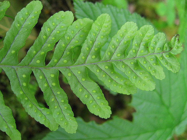 Polypode commun