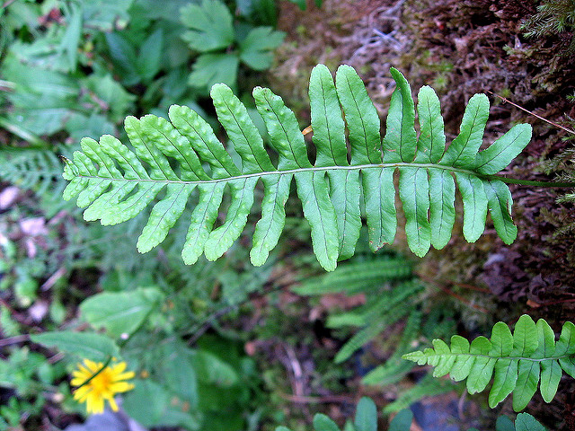 Polypode commun