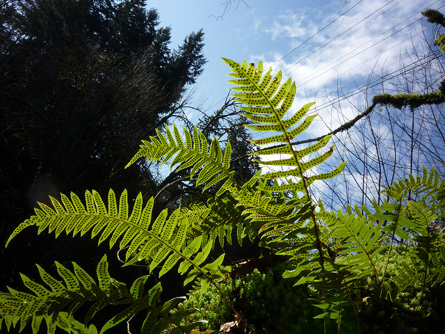 Polypode commun